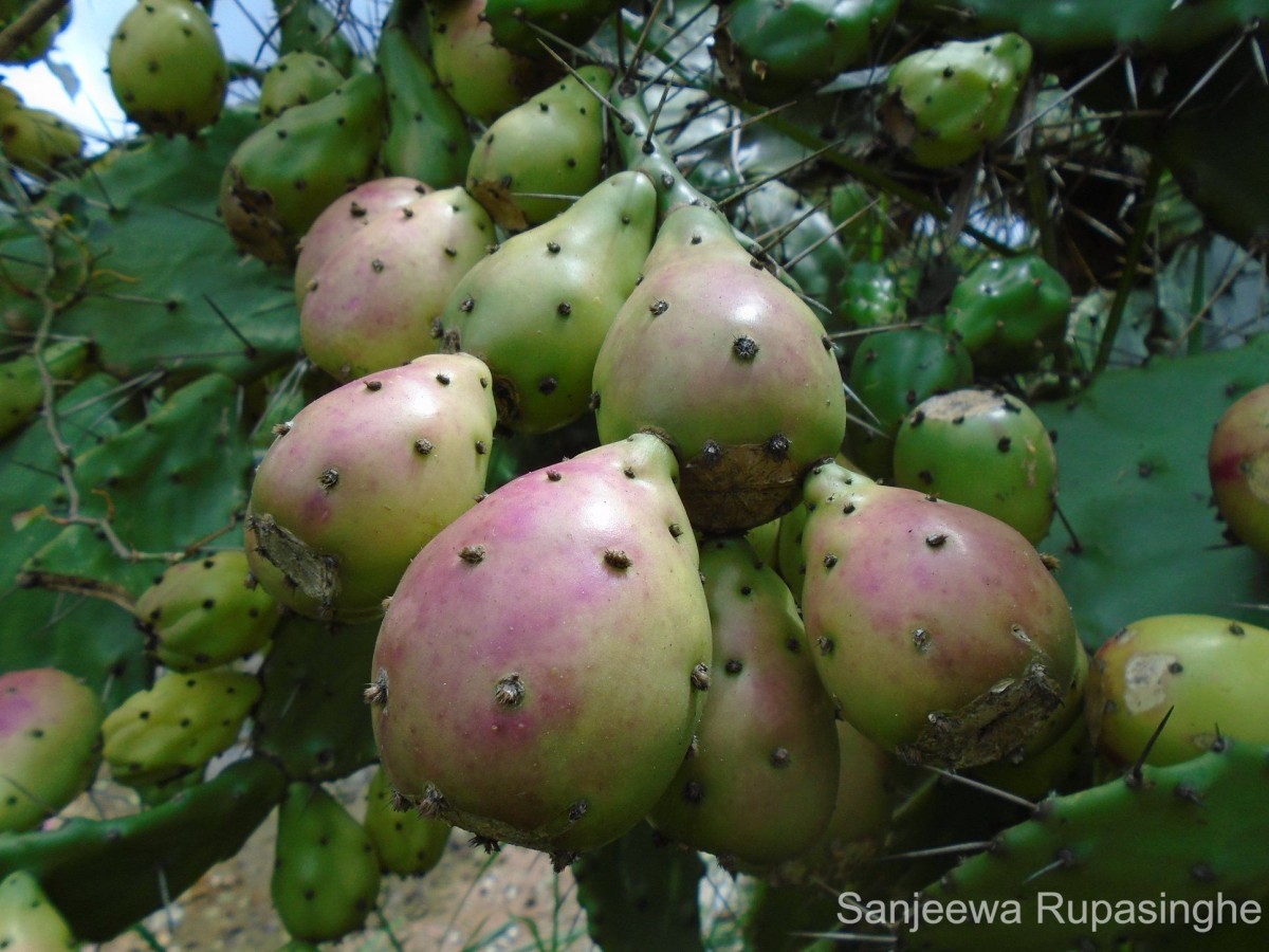 Opuntia monacantha Haw.